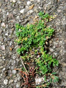 Ritzenbotanik: Kahles Bruchkraut (Herniaria glabra) auf Pflasterstein in der Heidelberger Straße in Schwetzingen
