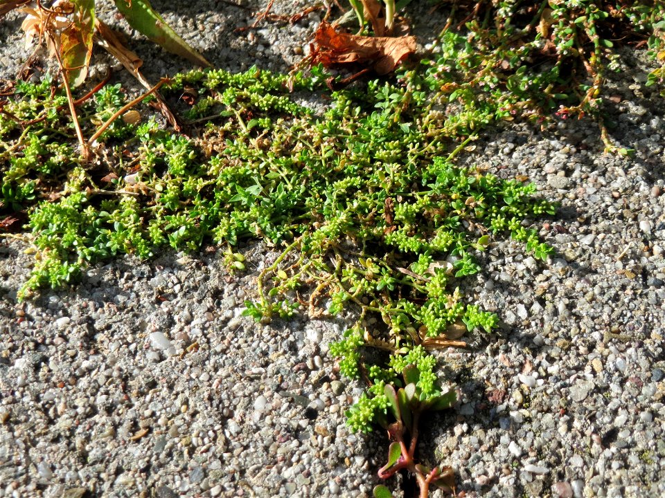 Ritzenbotanik: Kahles Bruchkraut (Herniaria glabra) auf Pflasterstein in Schwetzingen