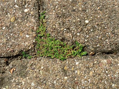Ritzenbotanik: Kahles Bruchkraut (Herniaria glabra) auf Pflasterstein in Hockenheim