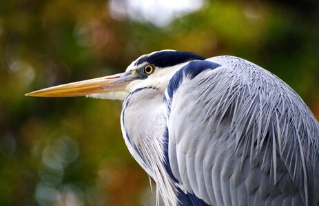 Heron plumage bill photo