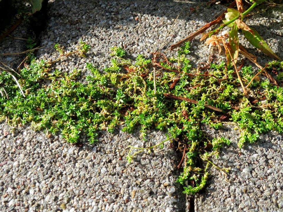 Ritzenbotanik: Kahles Bruchkraut (Herniaria glabra) auf Pflasterstein in Schwetzingen