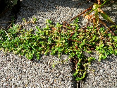 Ritzenbotanik: Kahles Bruchkraut (Herniaria glabra) auf Pflasterstein in Schwetzingen