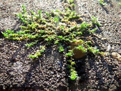 Ritzenbotanik: Kahles Bruchkraut (Herniaria glabra) auf Pflasterstein in Schwetzingen