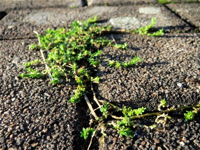 Ritzenbotanik: Kahles Bruchkraut (Herniaria glabra) auf Pflasterstein in Schwetzingen