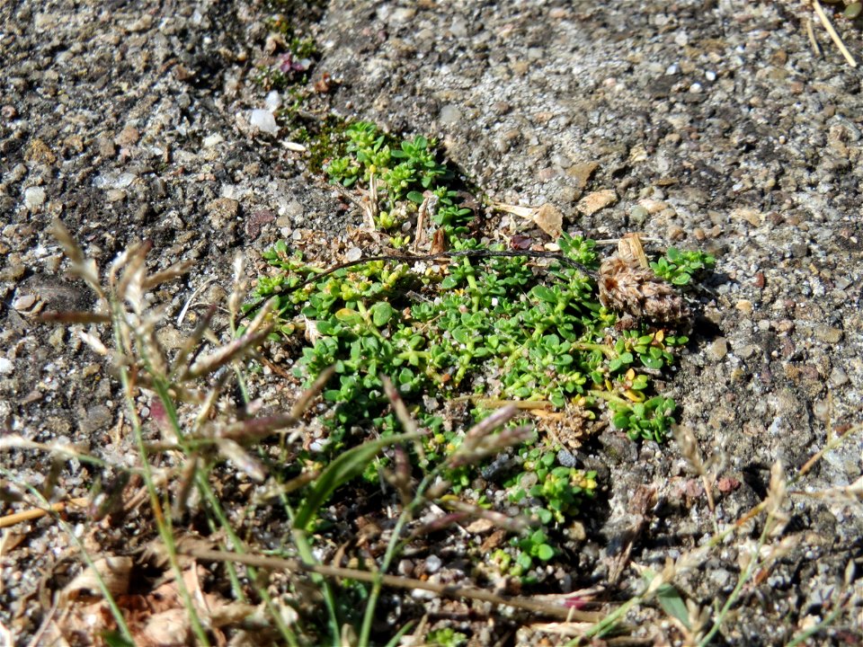 Ritzenbotanik: Kahles Bruchkraut (Herniaria glabra) auf Pflasterstein am Bahnhof Hockenheim