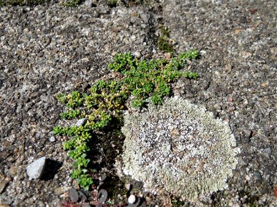 Ritzenbotanik: Kahles Bruchkraut (Herniaria glabra) auf Pflasterstein am Bahnhof Hockenheim