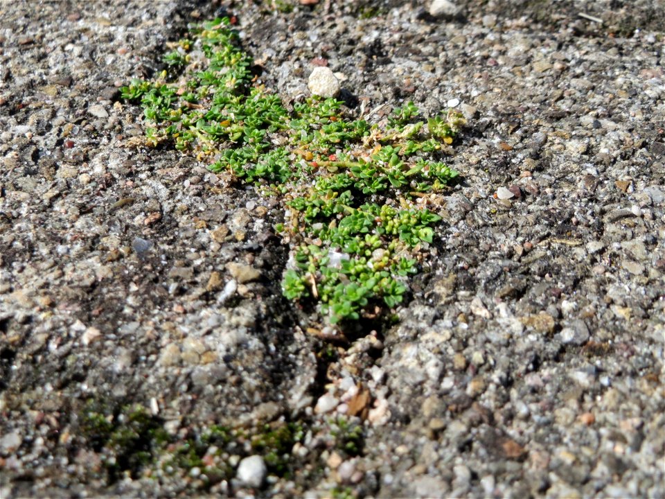 Ritzenbotanik: Kahles Bruchkraut (Herniaria glabra) auf Pflasterstein am Bahnhof Hockenheim