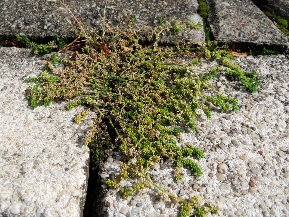 Ritzenbotanik: Kahles Bruchkraut (Herniaria glabra) auf Pflasterstein in Schwetzingen