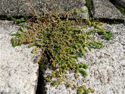 Ritzenbotanik: Kahles Bruchkraut (Herniaria glabra) auf Pflasterstein in Schwetzingen