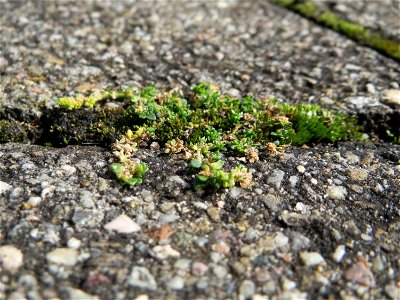 Ritzenbotanik: Kahles Bruchkraut (Herniaria glabra) auf Pflasterstein in Schwetzingen
