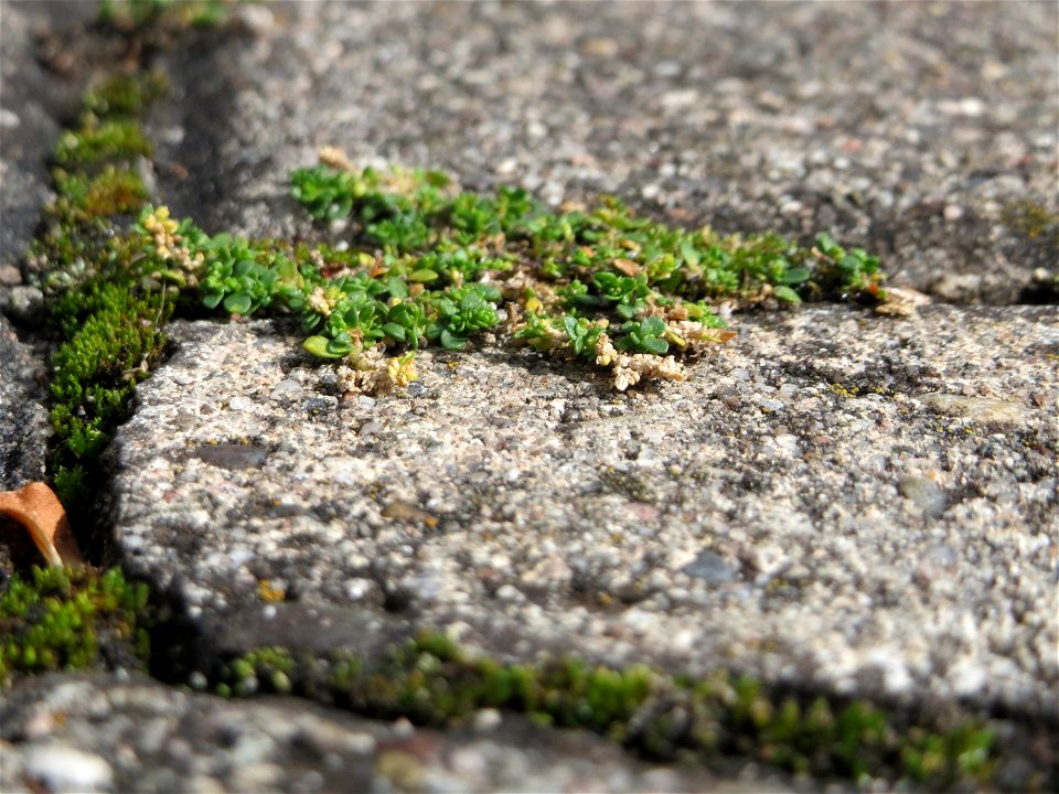 Ritzenbotanik: Kahles Bruchkraut (Herniaria glabra) auf Pflasterstein in Schwetzingen