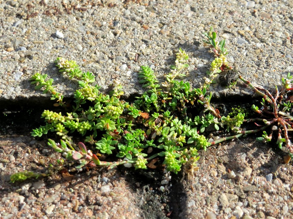Ritzenbotanik: Kahles Bruchkraut (Herniaria glabra) auf Pflasterstein am Bahnhof Schwetzingen