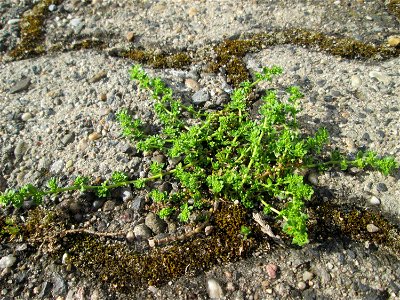 Ritzen-Botanik: Erstes Kahles Bruchkraut (Herniaria glabra) in Hockenheim