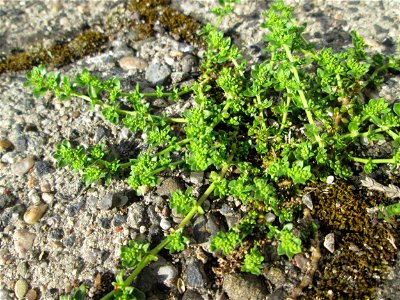 Ritzen-Botanik: Erstes Kahles Bruchkraut (Herniaria glabra) in Hockenheim
