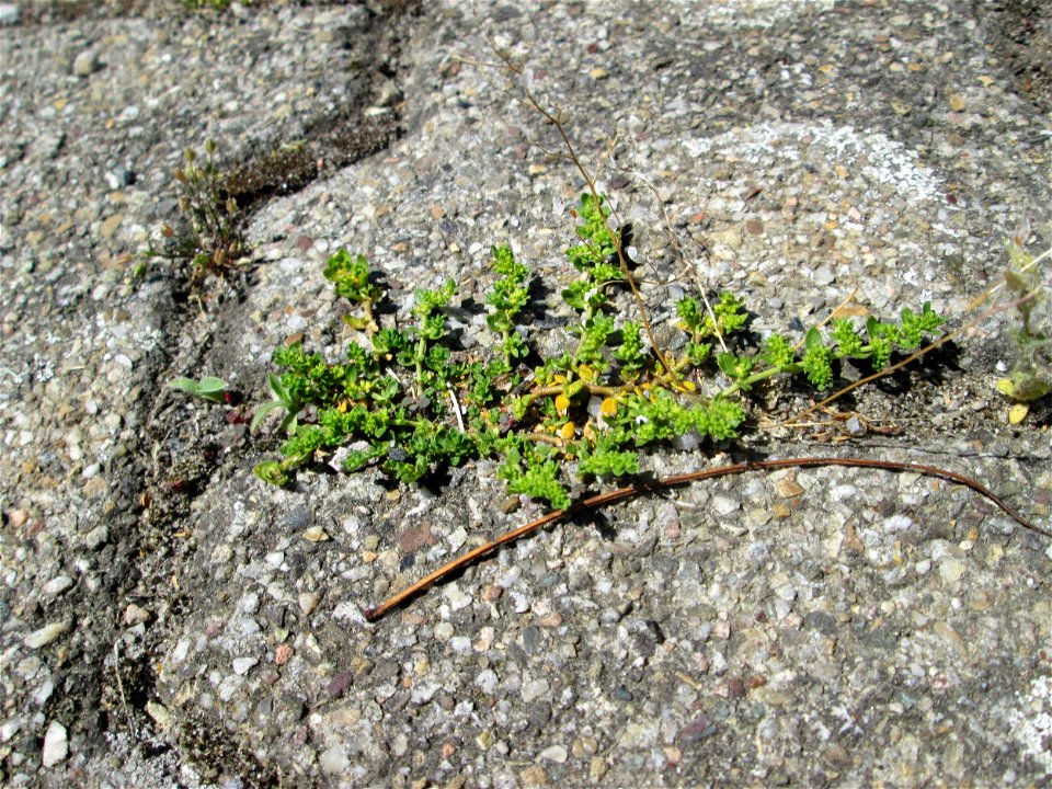Ritzenbotanik: Kahles Bruchkraut (Herniaria glabra) am Bahnhof Hockenheim