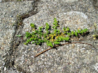 Ritzenbotanik: Kahles Bruchkraut (Herniaria glabra) am Bahnhof Hockenheim