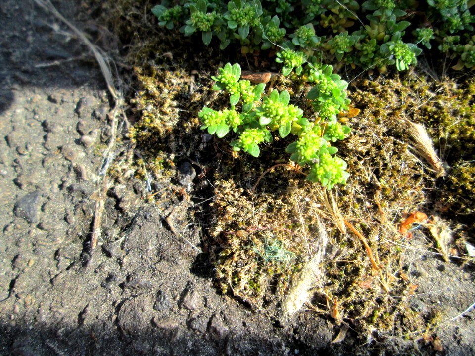 Ritzenbotanik: Kahles Bruchkraut (Herniaria glabra) oberhalb der A620 in Alt-Saarbrücken