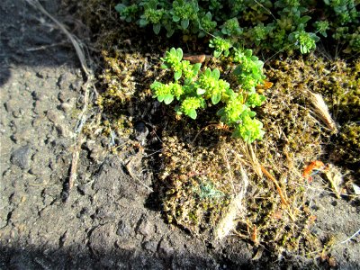 Ritzenbotanik: Kahles Bruchkraut (Herniaria glabra) oberhalb der A620 in Alt-Saarbrücken