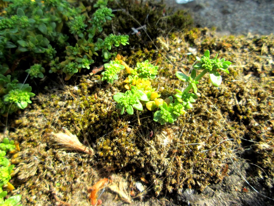 Ritzenbotanik: Kahles Bruchkraut (Herniaria glabra) oberhalb der A620 in Alt-Saarbrücken