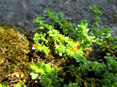 Ritzenbotanik: Kahles Bruchkraut (Herniaria glabra) oberhalb der A620 in Alt-Saarbrücken