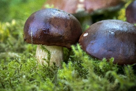 Forest mushroom nature