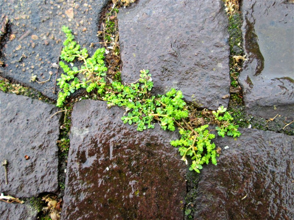Kahles Bruchkraut (Herniaria glabra) am Bahnhof Saarbrücken Ost
