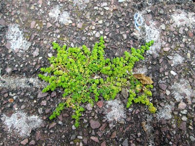 Ritzenbotanik: Kahles Bruchkraut (Herniaria glabra) auf Pflasterstein in Reilingen