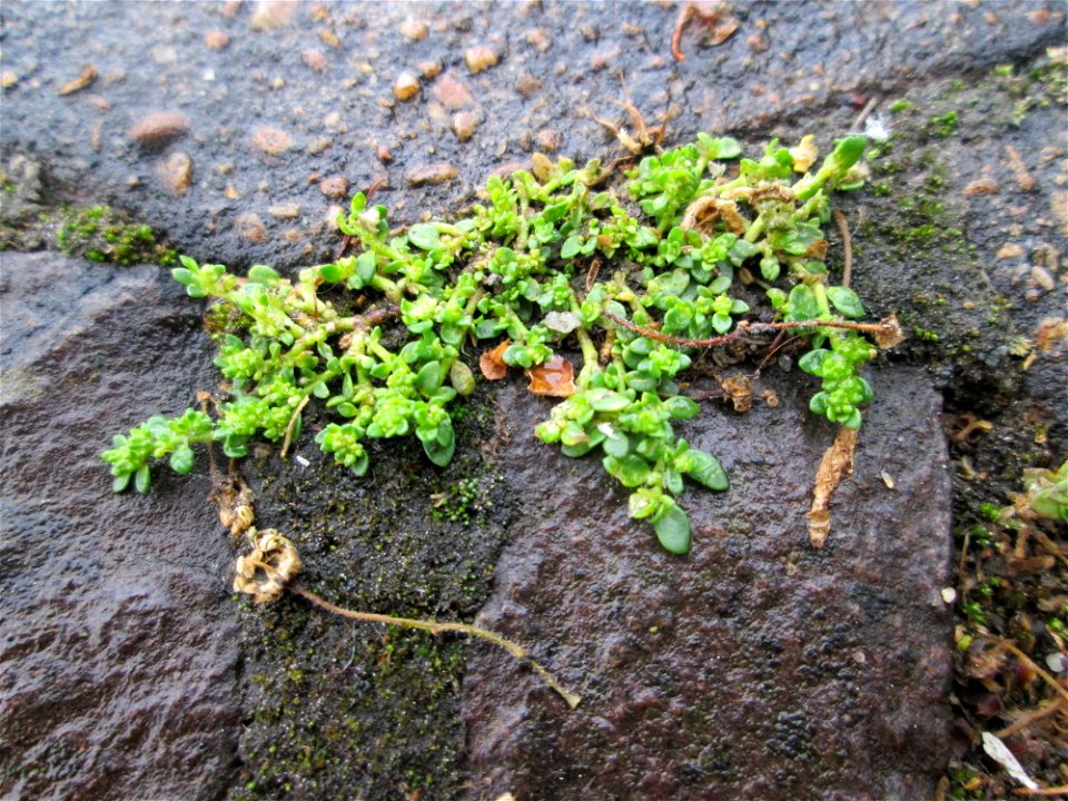 Kahles Bruchkraut (Herniaria glabra) am Bahnhof Saarbrücken Ost