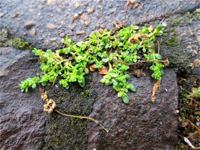 Kahles Bruchkraut (Herniaria glabra) am Bahnhof Saarbrücken Ost