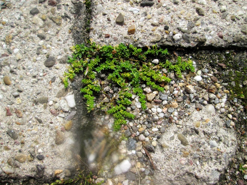 Ritzenbotanik: Kahles Bruchkraut (Herniaria glabra) auf Pflasterstein in Schwetzingen