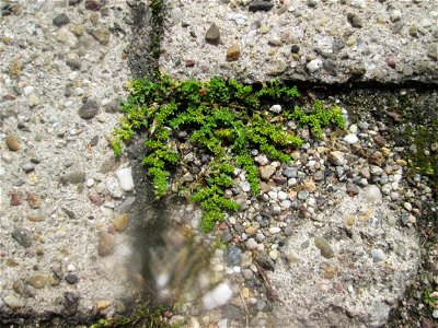 Ritzenbotanik: Kahles Bruchkraut (Herniaria glabra) auf Pflasterstein in Schwetzingen
