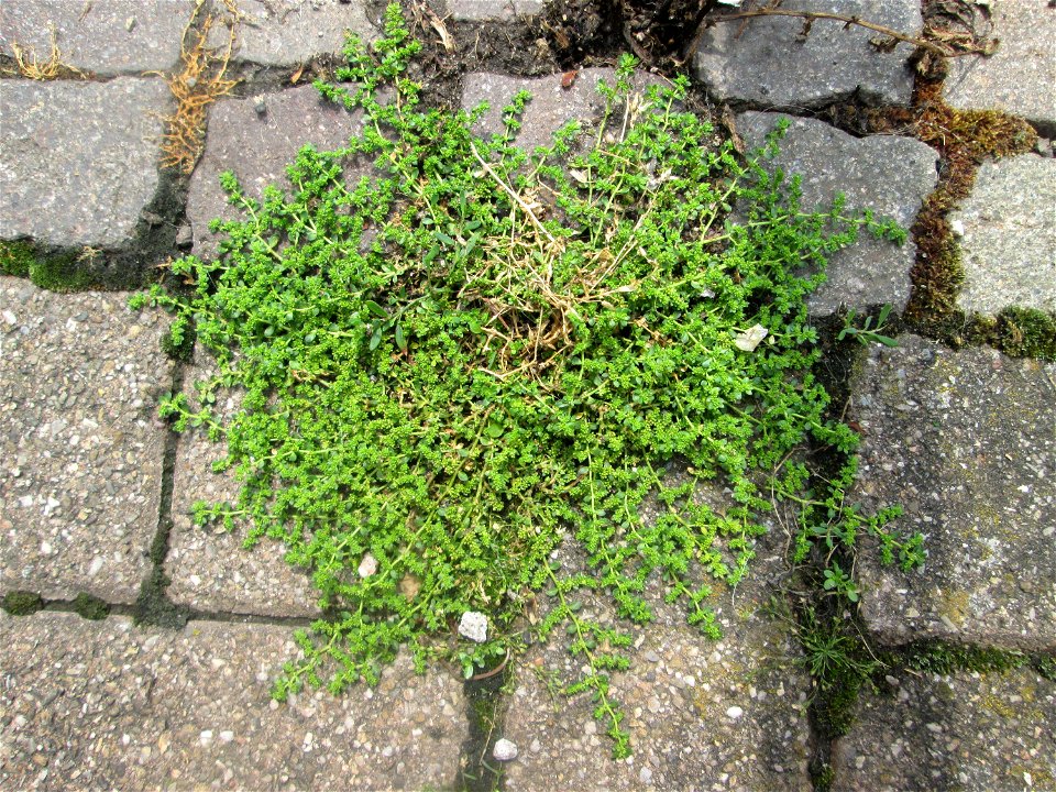 Ritzenbotanik im Schwetzinger Schlosshof: Kahles Bruchkraut (Herniaria glabra) auf Pflasterstein