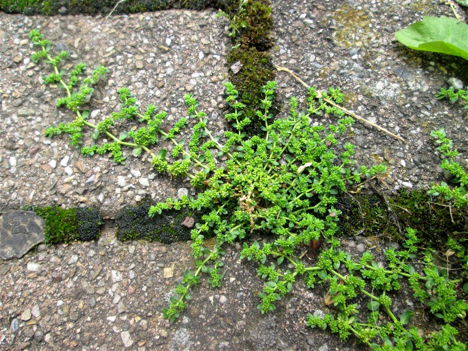 Ritzenbotanik im Schwetzinger Schlosshof: Kahles Bruchkraut (Herniaria glabra) auf Pflasterstein