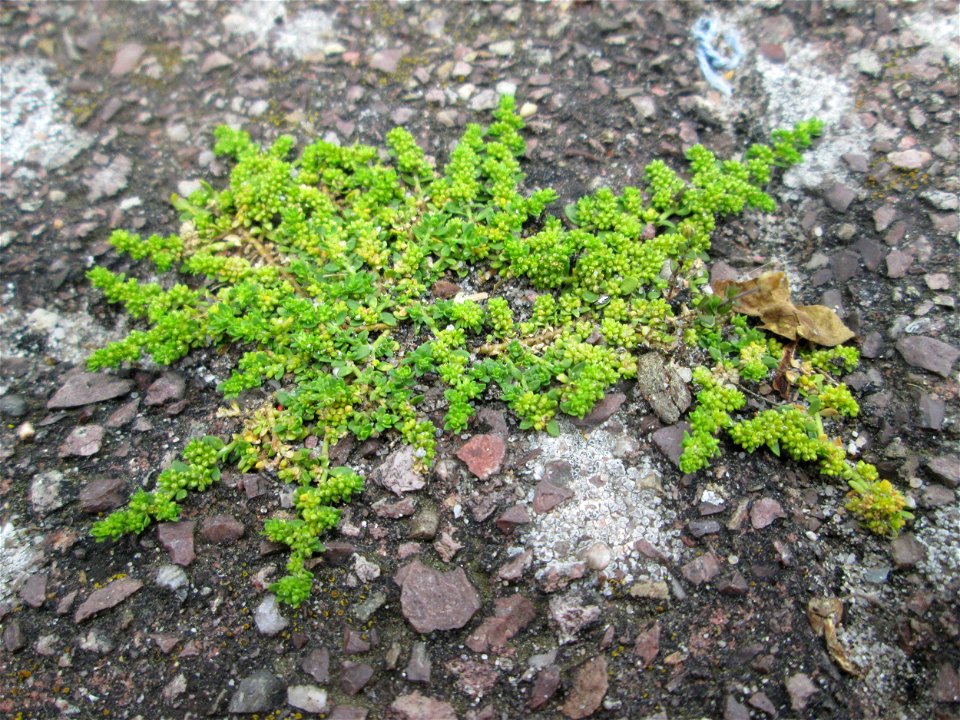 Ritzenbotanik: Kahles Bruchkraut (Herniaria glabra) auf Pflasterstein in Reilingen