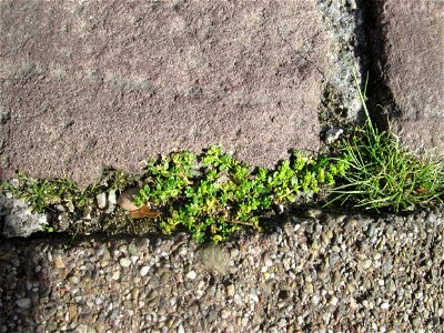 Ritzenbotanik: Kahles Bruchkraut (Herniaria glabra) in Hockenheim