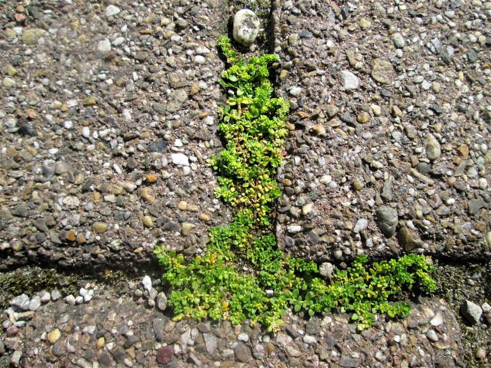 Ritzenbotanik: Kahles Bruchkraut (Herniaria glabra) in Hockenheim