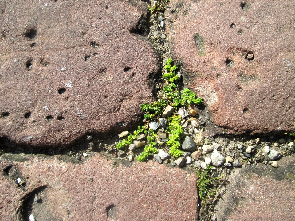 Ritzenbotanik: Kahles Bruchkraut (Herniaria glabra) in Hockenheim
