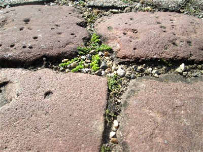 Ritzenbotanik: Kahles Bruchkraut (Herniaria glabra) in Hockenheim