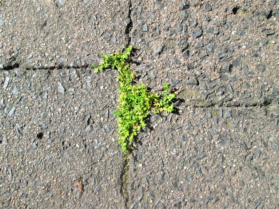 Ritzenbotanik: Kahles Bruchkraut (Herniaria glabra) auf Straßenpflaster in Hockenheim