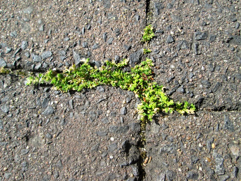 Ritzenbotanik: Kahles Bruchkraut (Herniaria glabra) auf Straßenpflaster in Hockenheim