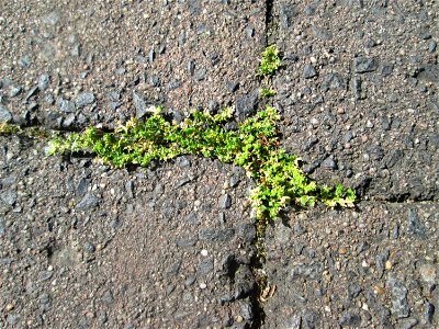 Ritzenbotanik: Kahles Bruchkraut (Herniaria glabra) auf Straßenpflaster in Hockenheim