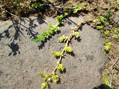 Kahles Bruchkraut (Herniaria glabra) an der A 620 in Alt-Saarbrücken