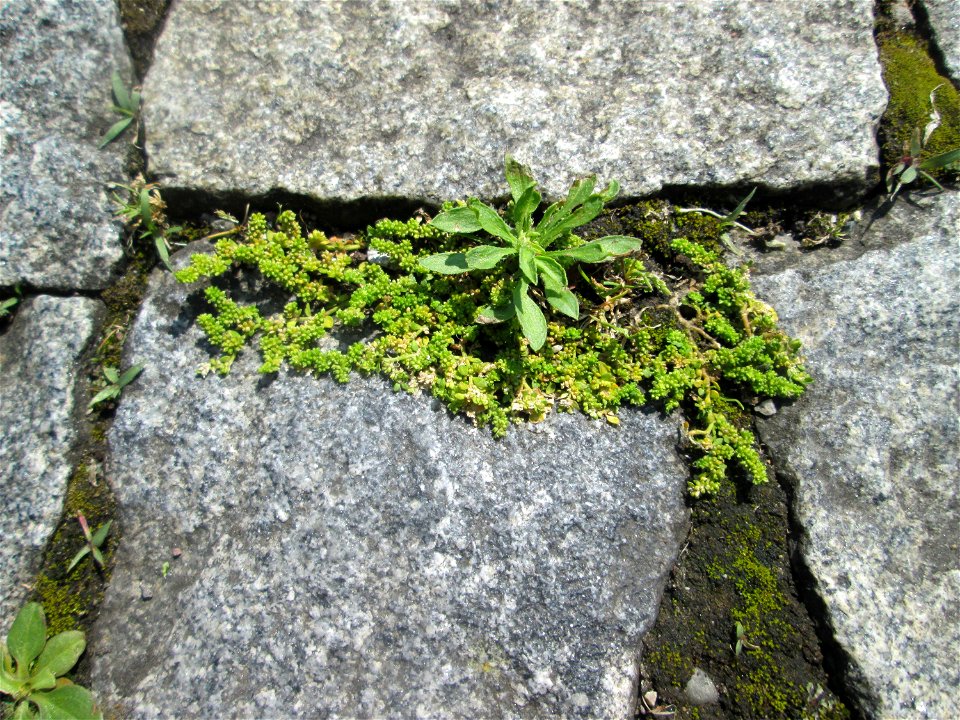 Ritzenbotanik; Kahles Bruchkraut (Herniaria glabra) auf Kopfsteinpflaster am Neumarkt in Alt-Saarbrücken