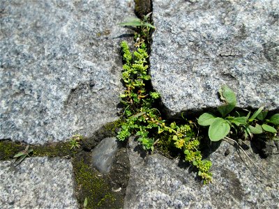 Ritzenbotanik; Kahles Bruchkraut (Herniaria glabra) auf Kopfsteinpflaster am Neumarkt in Alt-Saarbrücken