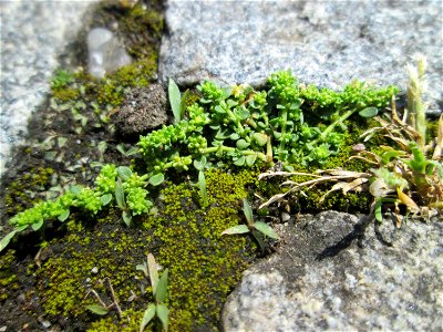 Ritzenbotanik: Kahles Bruchkraut (Herniaria glabra) auf Kopfsteinpflaster am Neumarkt in Alt-Saarbrücken
