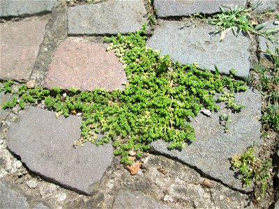 Ritzenbotanik: Kahles Bruchkraut (Herniaria glabra) auf Kopfsteinpflaster Alt-Saarbrücken