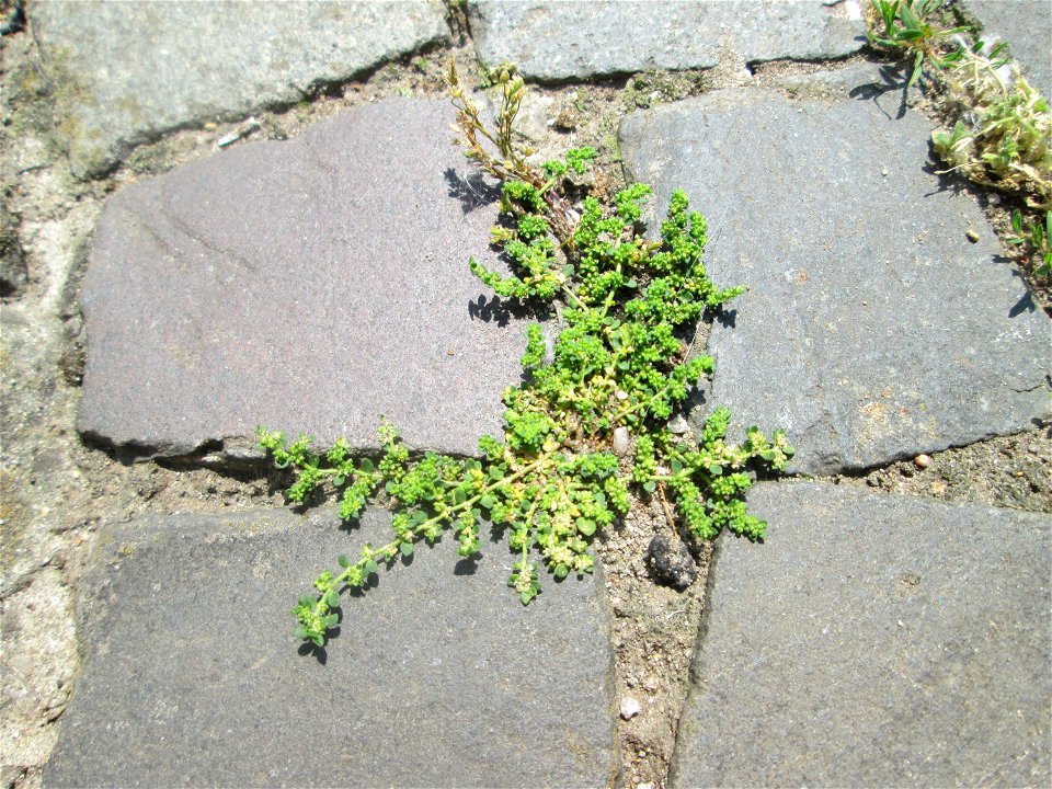 Ritzenbotanik: Kahles Bruchkraut (Herniaria glabra) auf Kopfsteinpflaster Alt-Saarbrücken