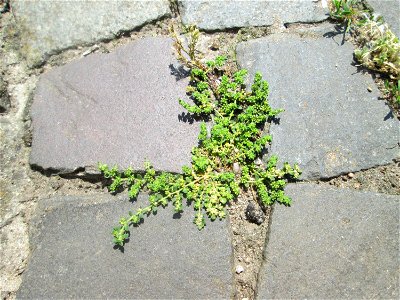 Ritzenbotanik: Kahles Bruchkraut (Herniaria glabra) auf Kopfsteinpflaster Alt-Saarbrücken
