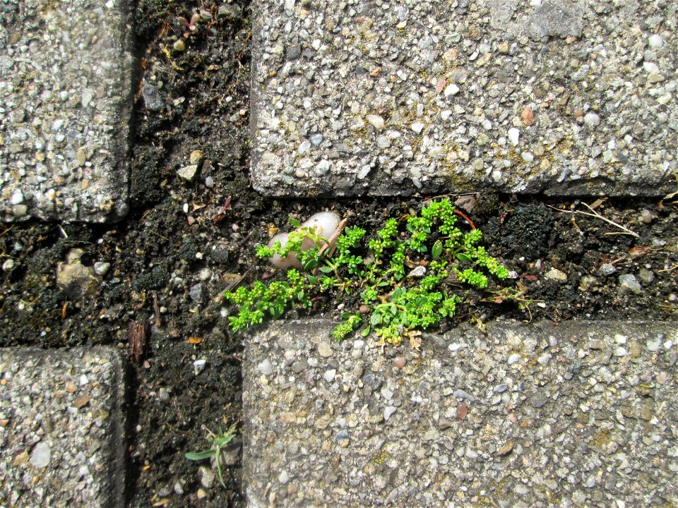 Kahles Bruchkraut (Herniaria glabra) auf Pflasterstein in Hockenheim