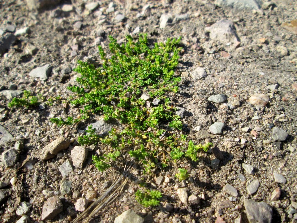 Kahles Bruchkraut (Herniaria glabra) in der Schwetzinger Hardt